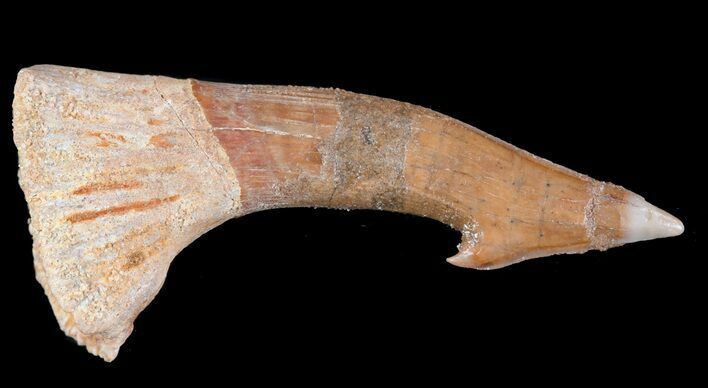 Bargain, Cretaceous Giant Sawfish (Onchopristis) Rostral Barb #64470